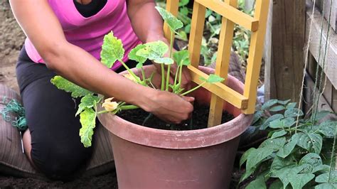 Those are all kind of similar, they even in an urban environment, there are plenty of bugs (and even squirrels and pigeons) that are just as eager as you are to chomp down on some fresh local. How to Stake a Zucchini Plant in a Container : The Chef's ...