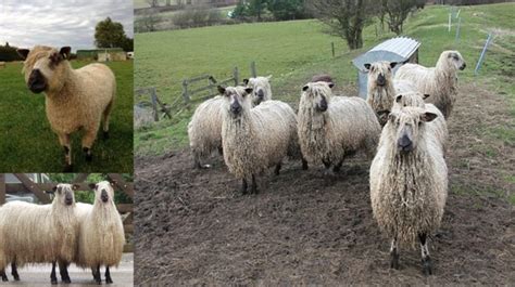 Finnsheep Sheep Breed Everything You Need To Know