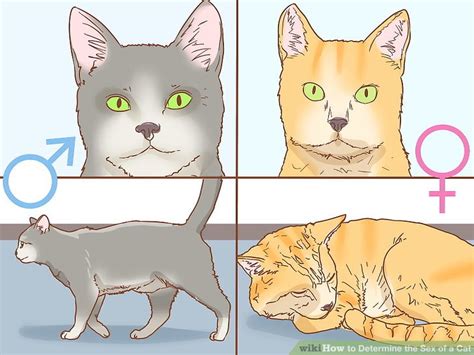 How To Determine The Sex Of A Cat Steps With Pictures