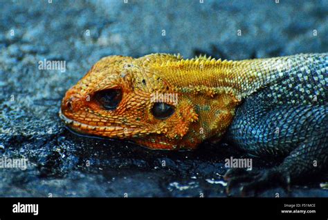 Red Head Lizard Stock Photo Alamy