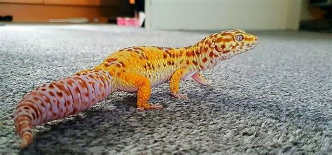 Chinese water dragon · 4. Best pet lizards - ExoticDirect