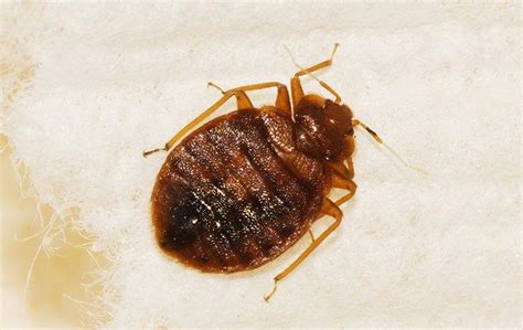 Blog How To Tell If Your Honolulu Home Has Bed Bugs