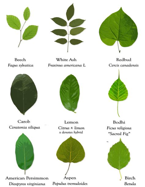 Leaves And Their Scientific Names By Starshinesuckerpunch On Deviantart