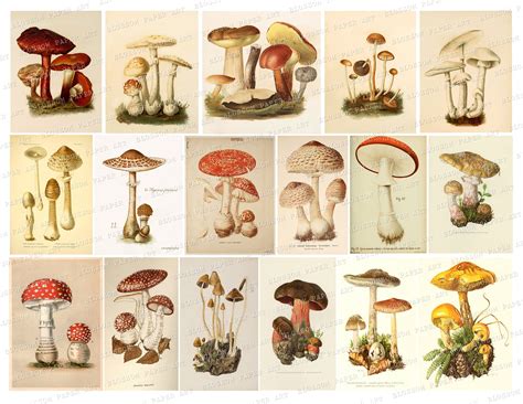 Mushroom Vintage Images Junk Journal Mushroom Cards Etsy