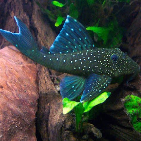 10 Best Looking And Interesting Pleco Catfish For Your Aquarium