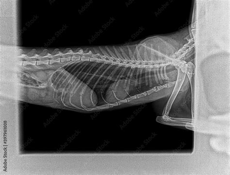 X Ray Of A Cats Internal Organs Chest Stomach Kidneys Profile