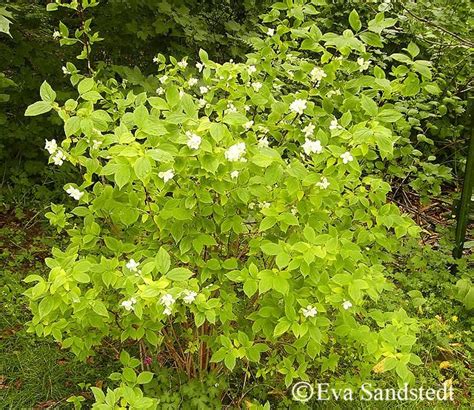 Fruit trees all fruit trees. Golden Mock Orange | Mock orange, Beautiful gardens, Shrubs