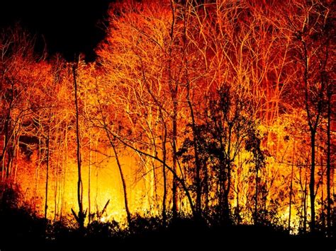 Incêndio Florestal Queimando à Noite Foto Premium