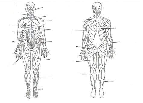 There are over 630 muscles in the human body; Muscular System Unlabeled . Muscular System Unlabeled ...