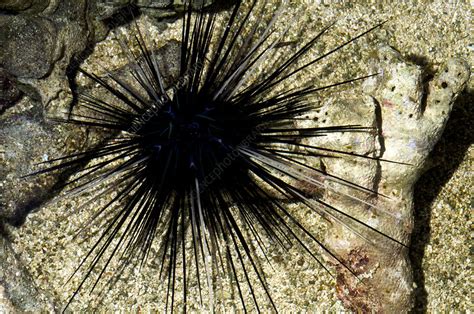 Long Spined Sea Urchin Stock Image C0259960 Science Photo Library