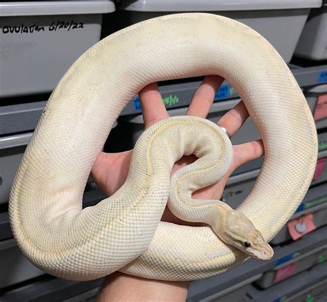 Highway Ball Python By Constricted Reptiles Morphmarket