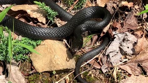 They also look like clothing garters. What does a Black Racer snake look like? - YouTube