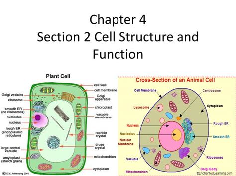 Cell Structure And Function Ppt Riset