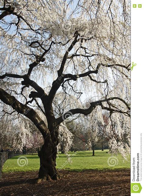 Weeping Cherry Tree Stock Photo Image Of Fruit Scented