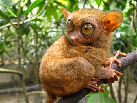 Tarsier Monkey Primate Eyes Humor Funny Cute 3 Wallpapers Hd