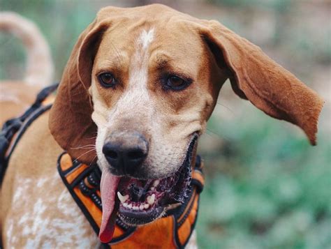 American English Coonhound Breed Info Guide Quirks Pictures