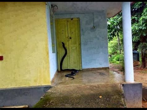 Lantas, apa yang bisa mencegah ular masuk ke rumah? Cara Cegah Ular Masuk Rumah - 8 Cara Mengusir Ular Dari Rumah Secara Alami Hot Liputan6 Com ...