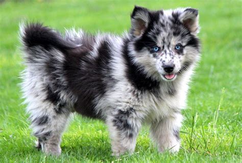 However, the shrill bark convinces many owners to train them to contain indoor. Pomeranian Husky Mix - The Pomsky guide (size, price, care ...