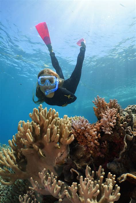 Port Douglas Reef Tours Great Barrier Reef Tour Snorkel Dive