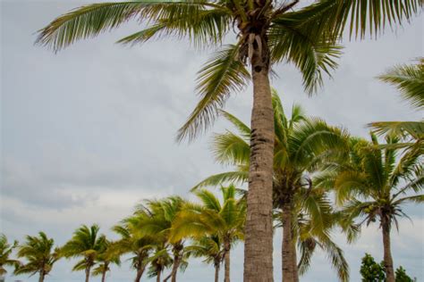 Palms At Hurricane Stock Photo Download Image Now Climate Cruel