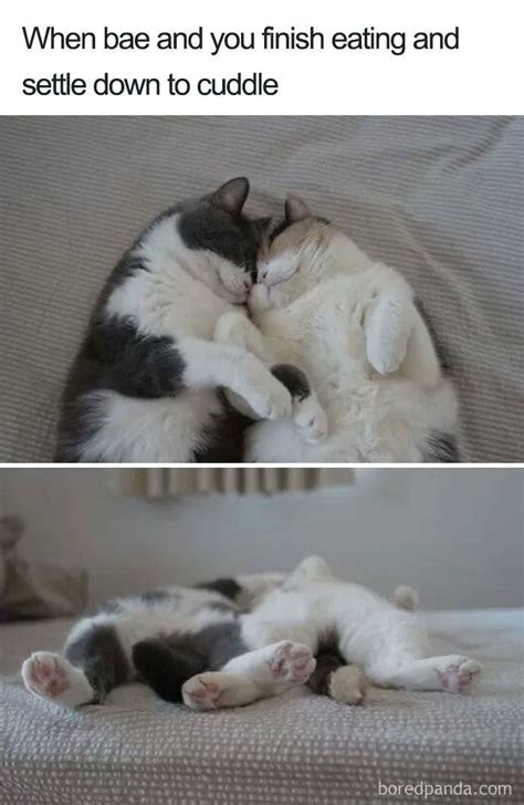 Wholesome Loving Relationship Memes Wholesomelovingrelationshipmemes Cat Couple Cat Cuddle