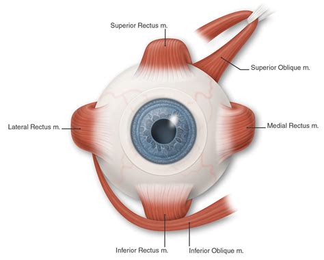 Extraocular Muscle Anatomy Ophthalmology Review