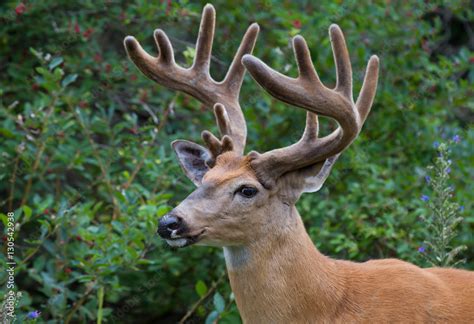 White Tailed Deer Buck With Velvet Antlers In Spring In Ottawa Canada