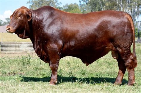 Pictures Of Red Angus And Red Brangus Lot 41 Duff Glen Idol G85 P
