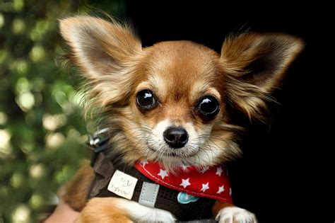 7 Reasons Why A Chihuahua Is Considered A Wonderful Breed The Cop Cart