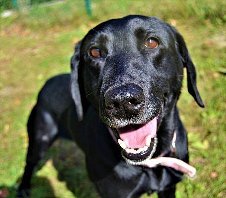 The animals we have posted are only a few of them, and may already be adopted before you have a we are open by appointment only for adoptions. Michigan City, IN - Labrador Retriever. Meet Sasha a Dog ...