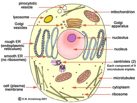 Eukaryotic Cell Structure And Function Chart Google Search Biology My Xxx Hot Girl