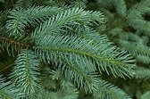 12 Spruce Tree and Shrub Types
