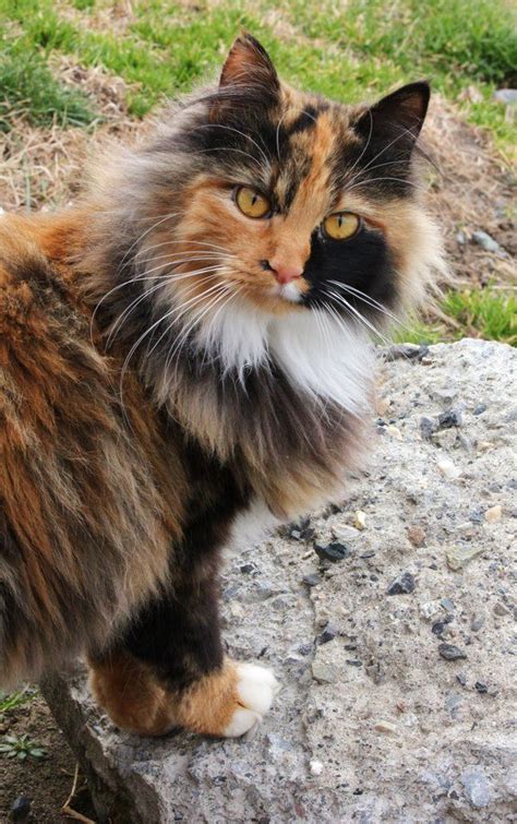 I don't have a photo of a calico maine coon but a cat coat type that is very close: Calico Cat by viva-la-cheese on deviantART | Long haired ...