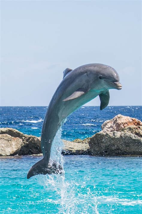 Picture Of A Dolphin Jumping From The Water About Wild Animals