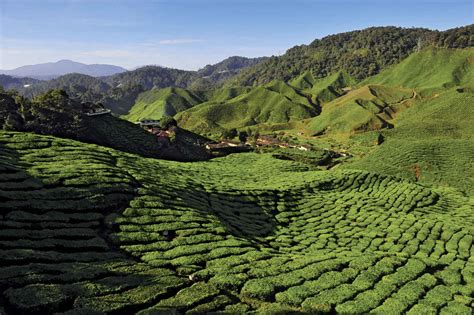 The cameron highlands is a district in pahang, malaysia, occupying an area of 712.18 square kilometres (274.97 sq mi). Cameron Highlands, idée de voyage sur mesure | Les ...