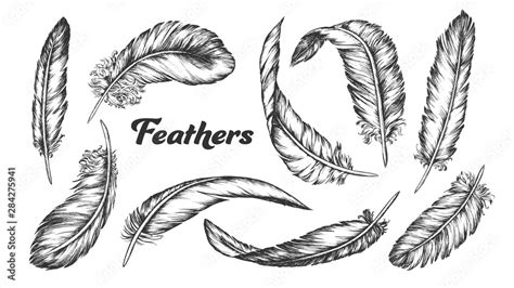 Collection Of Different Feathers Set Ink Vector Standing Flying And