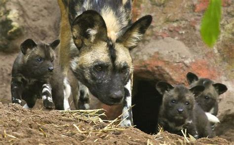 Seven Pups For Perth Zooborns