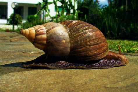 A Guide To Terrestrial Snails Snail Giant African Land Snails