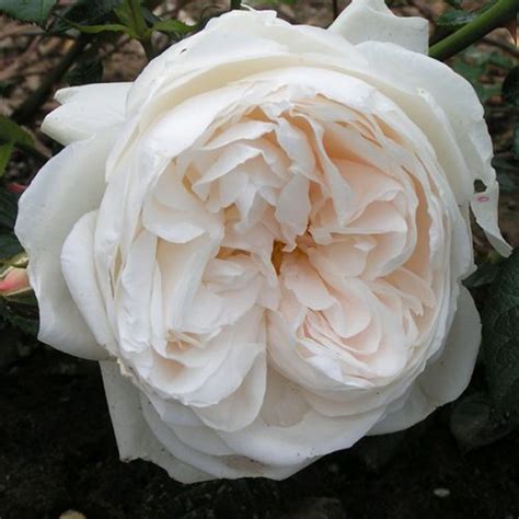 Summer Memories Shrub Rose Quality Roses Direct From Grower