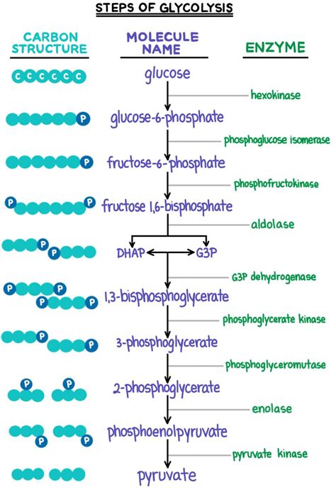 Glycolysis Simplified