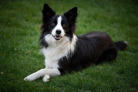17 Border Collie Pros And Cons What To Know Before You Get One Pet