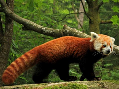 List of animal names with animal pictures in english. State animal of Sikkim (Red panda) complete detail - updated