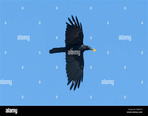 Little Raven Corvus Mellori Wilcannia New South Wales Australia
