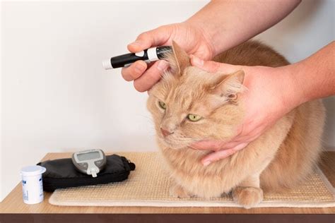 Diabetic Ketoacidosis In Cats Survival Rate Annmarie Alger