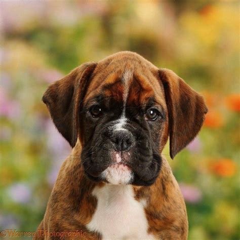 Boxer Puppy Boxer Puppy Puppies Boxer Puppies