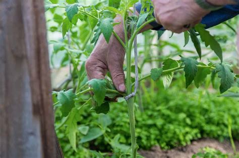 How To Prune Tomato Plants For Best Results
