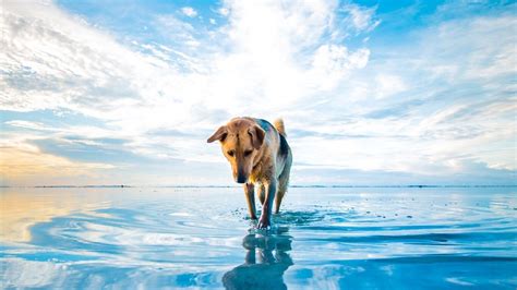 1366x768 Dog On Lake 1366x768 Resolution Hd 4k Wallpapers Images