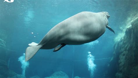 Baby Beluga Whale Born At Georgia Aquarium