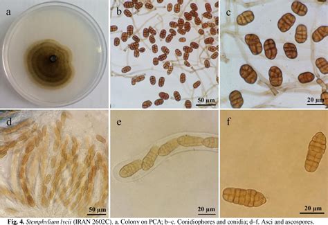 Table 1 From A Taxonomic Study On Stemphylium Species Associated With