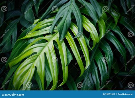 Tropical Green Leaves Nature Summer Forest Plant Stock Image Image